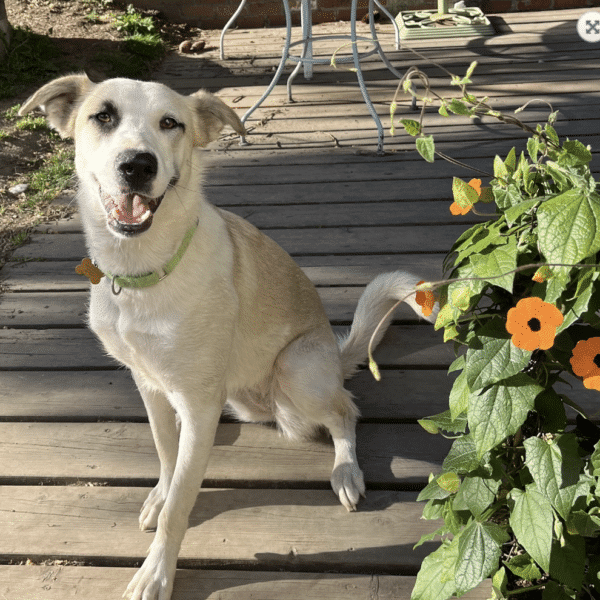 Tessa is a whilte Shepherd, Husky, Great Pyrenees mix available for adoption at Dog Gone Seattle in Seattle, WA. She's 1 1/2 years old and weighs 49 lbs.